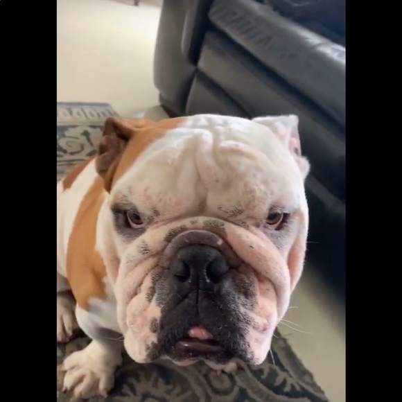 Meet your Posher, Rosa - Picture 1 of 1